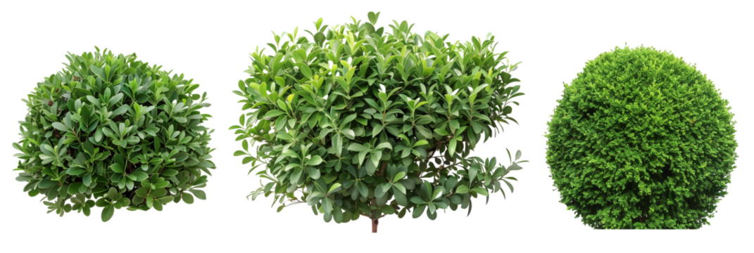 set of types of boxwood shrubs, neatly trimmed, isolated on transparent backgroun