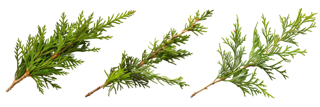 set of cedar branches, fragrant and dense, isolated on transparent background