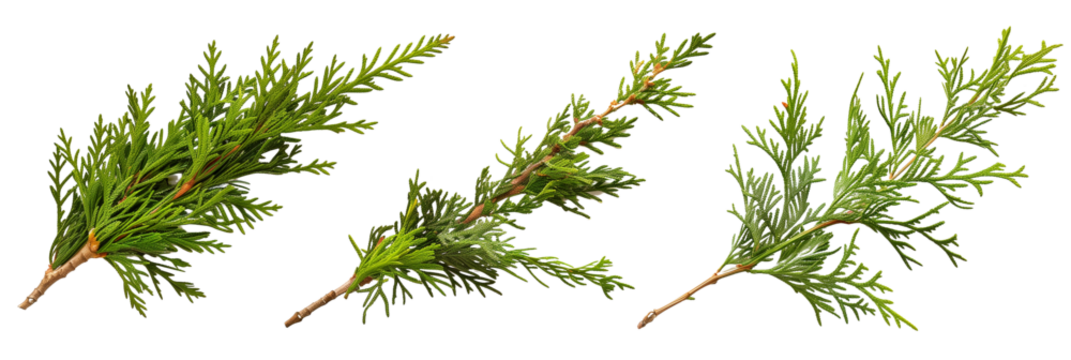 set of cedar branches, fragrant and dense, isolated on transparent background