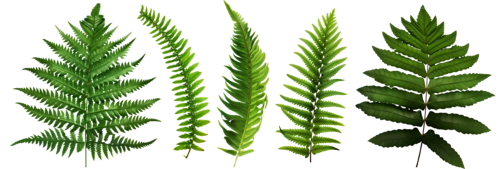 set of ferns with lush fronds, isolated on transparent background