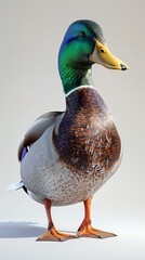 Utilize CG 3D rendering techniques to bring to life a detailed Mallard duck seen from a birds-eye view, highlighting its unique characteristics and vibrant colors with photorealistic precision