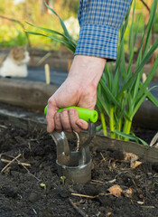 Fototapeta premium Male farmer on a high bed makes holes for planting seedlings. Device for planting bulbous crops daffodils or tulip. Preparation and marking of land for planting plants. Bulb Planter in hand with glove