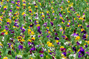 Background with colorful pansies. Closeup of colorful pansy flower. Viola tricolor. Field with...