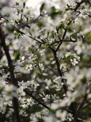 Beautiful botanical shot, natural wallpaper