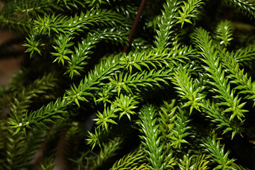 Rare form of epiphytic tassel fern allies Phlegmariurus species from rainforest in Southern thailand
