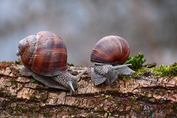 Slimaki winniczki © grzegorz