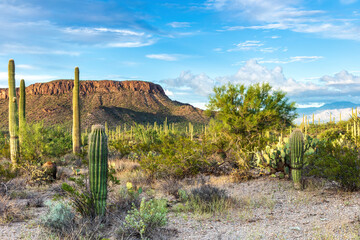 Sonoran Desert landscape, just outside of Tucson, Arizona. Cactus in foreground. Hills, cloudy blue...