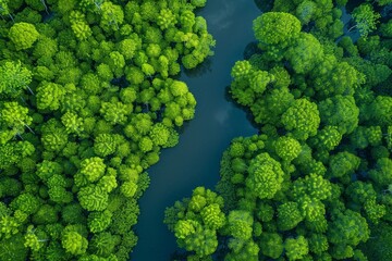 Drone view of a dense mangrove ecosystem with intertwining water channels amongst vibrant foliage Concept of conservation, natural habitats, and the serenity of untouched landscapes