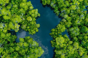 Naklejka premium Vibrant overhead view of mangrove forest with water channels, expressing the ecosystem's lushness, Concept of conservation and natural habitats
