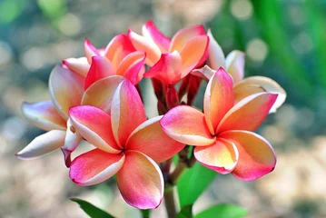 Deurstickers frangipani plumeria flower © Jiraporn
