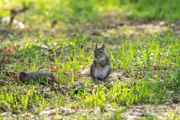 Close-up photograph of Eastern Gray Squirrel eating nuts and seeds in a meadow in Southeastern Texas.