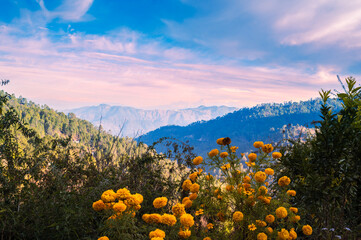 Sunrise in the mountains. Dramatic sky with trees, flowers and scenic background. Himalaya, Kumaun...