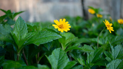 FLOR AMARILLA CON GOTAS DE AGUA EN LAS HOJAS
