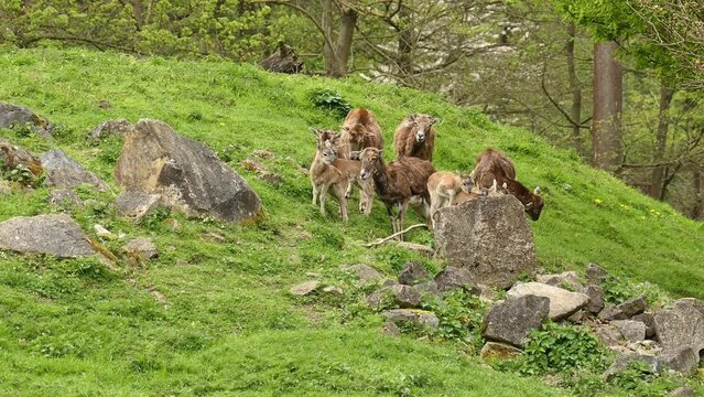 mouflon and sheep in the wild