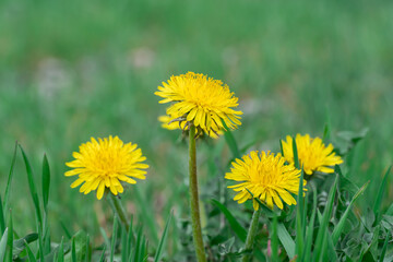 Blooming yellow dandelion flowers in springtime close-up. Details taraxacum officinale in meadow....