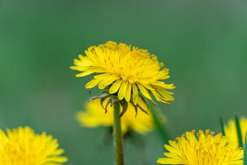 Blooming yellow dandelion flowers in springtime close-up. Details taraxacum officinale in meadow. Blowball used as medical herb and food ingredient. Edible fresh plants aster family or compositae. - obrazy, fototapety, plakaty