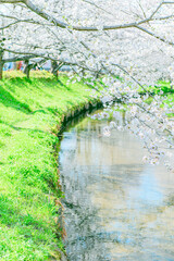 元荒川の桜並木