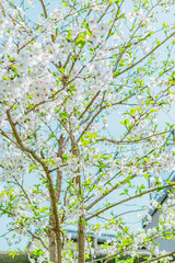 元荒川の桜並木