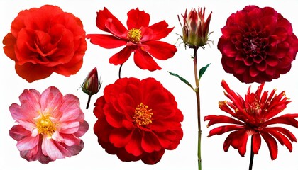 Scarlet Splendor: Red Floral Design Elements Assortment