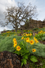 Arrowleaf balsamroot wildflower blooming yellow on Columbia Gorge hillside with rocks and tree in spring
