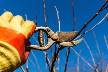 Pruning a branch in an orchard with pruning shears in the hand of a gardener. Close-up of a worker...