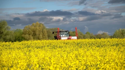 Tuinposter Kwietniowe pole rzepakowe i pracująca maszyna rolnicza © grzegorz