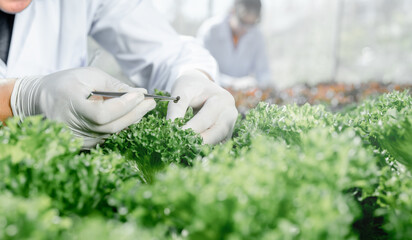 lab, organic, agricultural, research, working, science, biology, quality, health, chemist. A researcher is holding a pair of scissors and cutting a plant. The scene is set in a greenhouse.