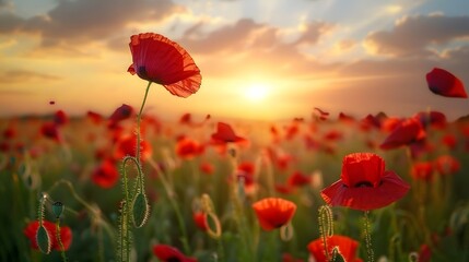 Vibrant Sunset Poppies: Captivating Natural Landscape Photography of Blooming Fields