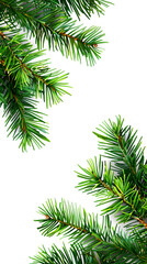 Christmas tree branches isolated on white background. Top view. Flat lay