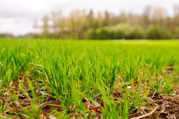 Rural landscape of young green wheat. The concept of agriculture, ecology, gardening