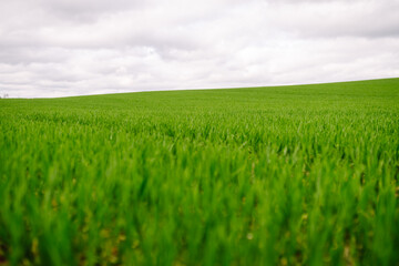 Rural landscape of young green wheat. The concept of agriculture, ecology, gardening