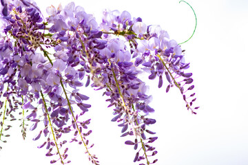 Closeup on hanging wisteria flowers 