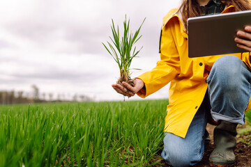 Woman farmer in a wheat field examines wheat sprouts. Concept of agriculture, gardening.