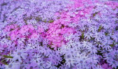 Top view of pink, lilac moss phlox Phlox subulata in spring flower garden. Floral background