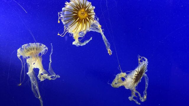 Three colorful jelly fish undulate against a deep blue background