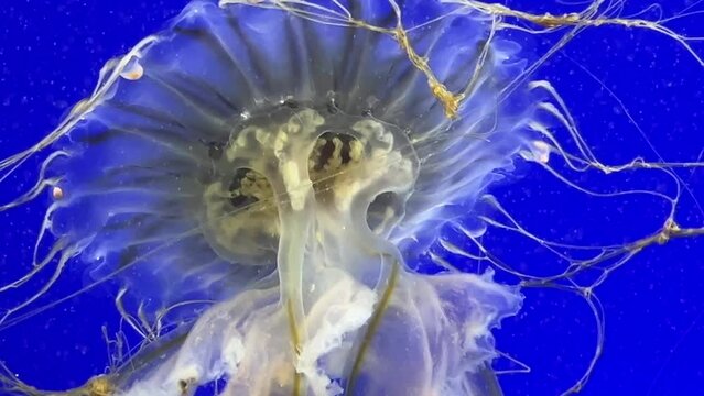 Close up of a jelly fish swimming and pulsing