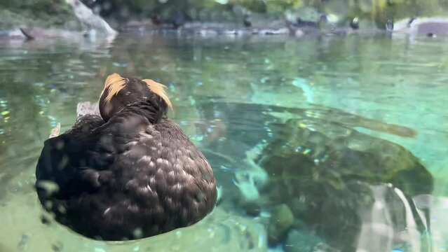 Tufted puffin close up swimming and preening in a clear pool