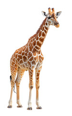Obraz premium Tall Majestic African Giraffe Posing on Pristine White Backdrop