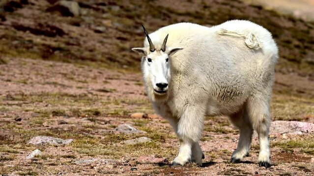 A large male mountain goat is grazing along the Beartooth Highway, Montana.