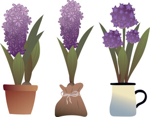 Set of purple flowers in flowerpots. Summer. Garden. Vector. Hyacinth.