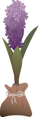 Lilac flower in a flowerpot. Hyacinth.