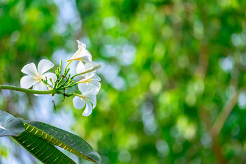 Beautiful white frangipani flower.