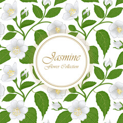 Seamless pattern of jasmine flowers with leaves and branches on a white background