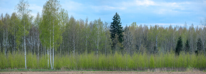 Latvia forest landscape with fresh green birch trees and some evergreen spruce, lovely weather and blue sky.