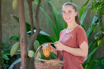 Young adult German woman holds basket and picking yellow ripe cocoa fruit from its trunk which grown at home, soft focus.