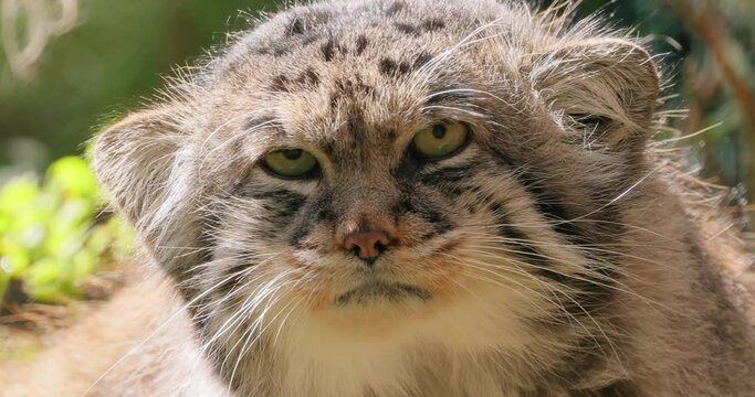 Pallas's cat (Otocolobus manul), also known as the manul, is a small wild cat with long and dense light grey fur, and rounded ears set low on the sides of the head.