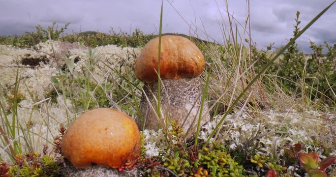 Beautiful boletus edulis mushroom in arctic tundra moss. White mushroom in Beautiful Nature Norway natural landscape. Mushrooms season.