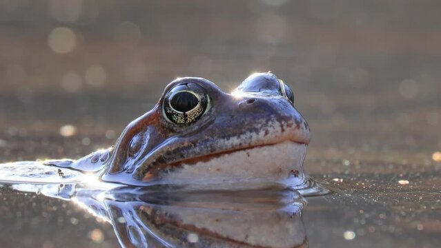 Brown frog (Rana temporaria) close-up in a pond.