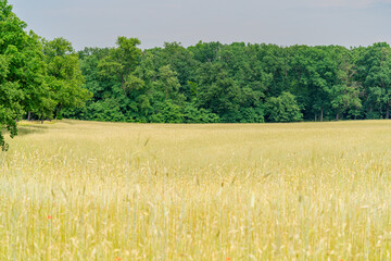 Wheat field with trees, part of a natural landscape