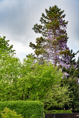 Tall fir tree with purple flowers climbing up fir twigs. Wisteria on fir tree.